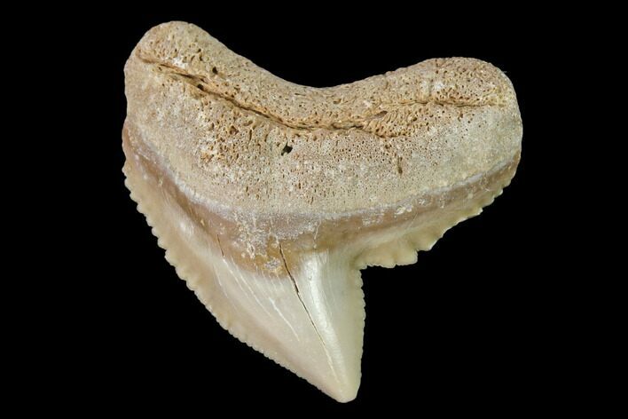 Fossil Tiger Shark (Galeocerdo) Tooth - Aurora, NC #143913